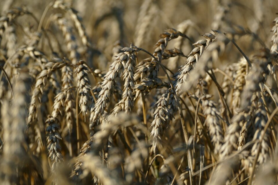 Wheat agriculture cereals