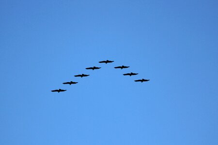 Nature flying birds