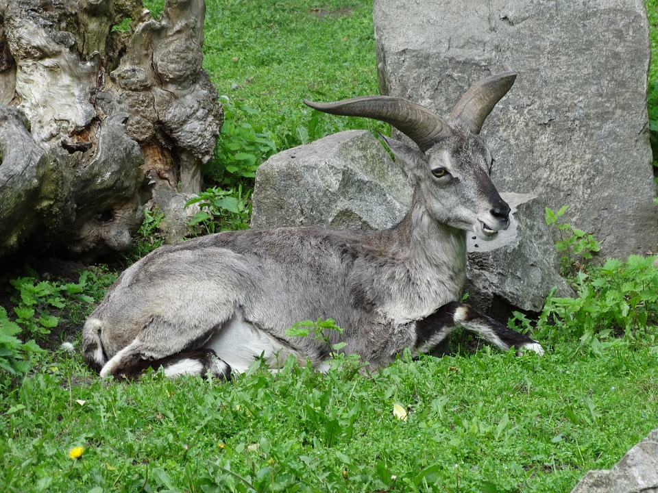 Pseudois nayaur wildlife nature