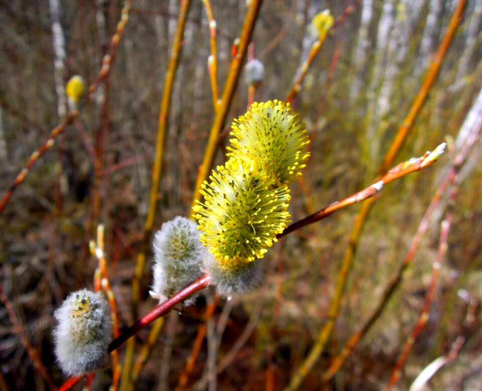 Branch nature macro