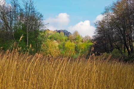 Glade trees nature
