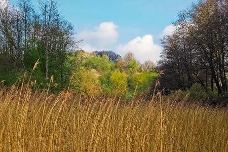 Glade trees nature photo