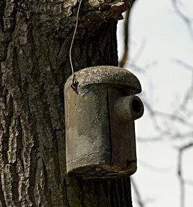 Garden tree bird feeder photo