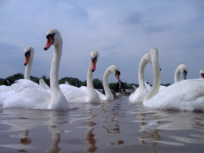 Bird animal white photo