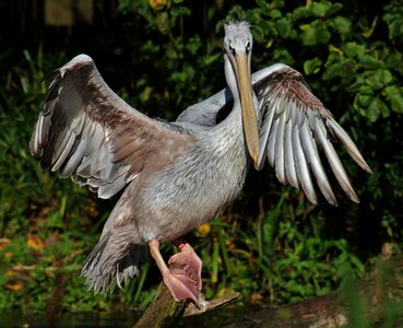 Wing span wing feathers photo