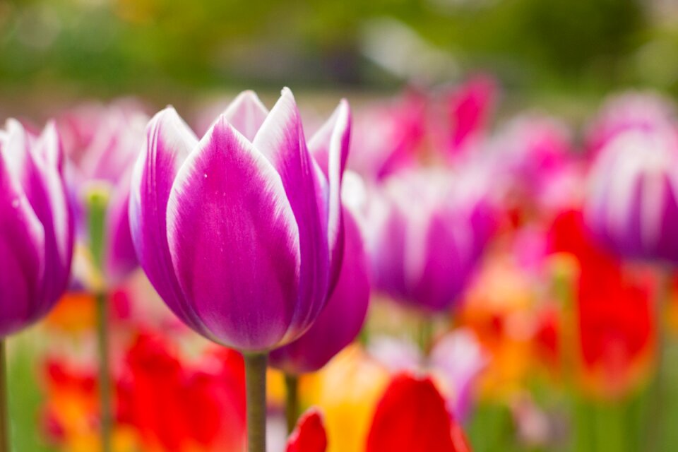 Spring nature macro
