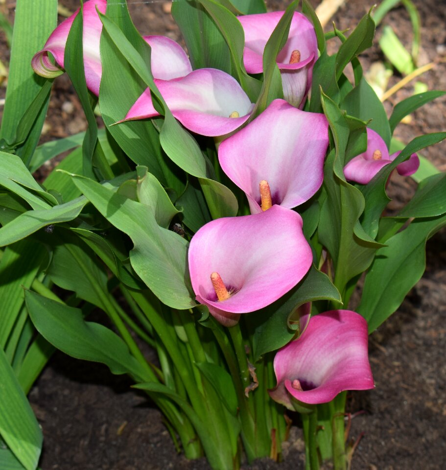 Bloom plant perennial