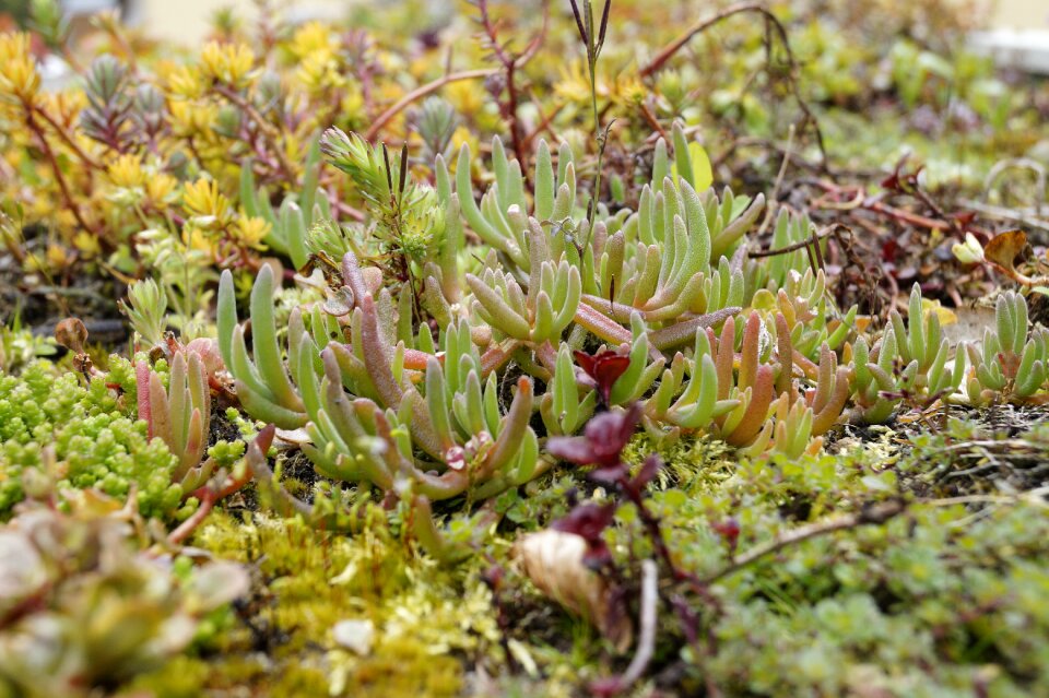 Green plant stone herb