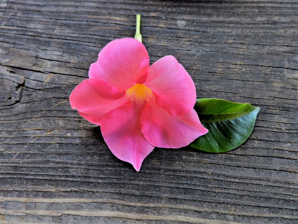 Altholz pink flower macro