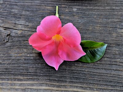 Altholz pink flower macro