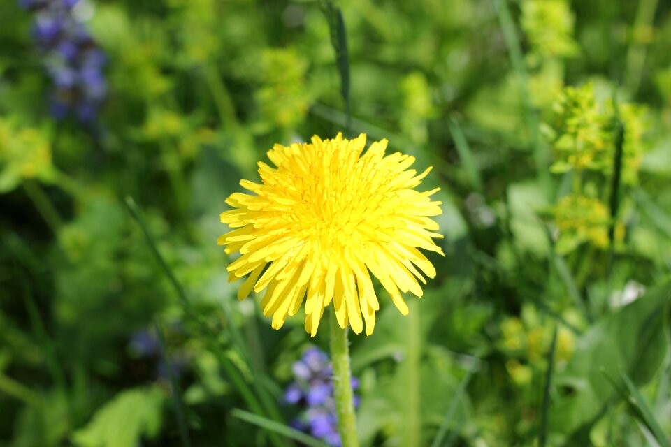 Plant season spring