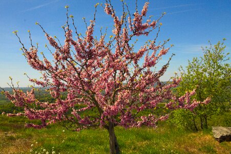 Nature pink flowers flowering tree