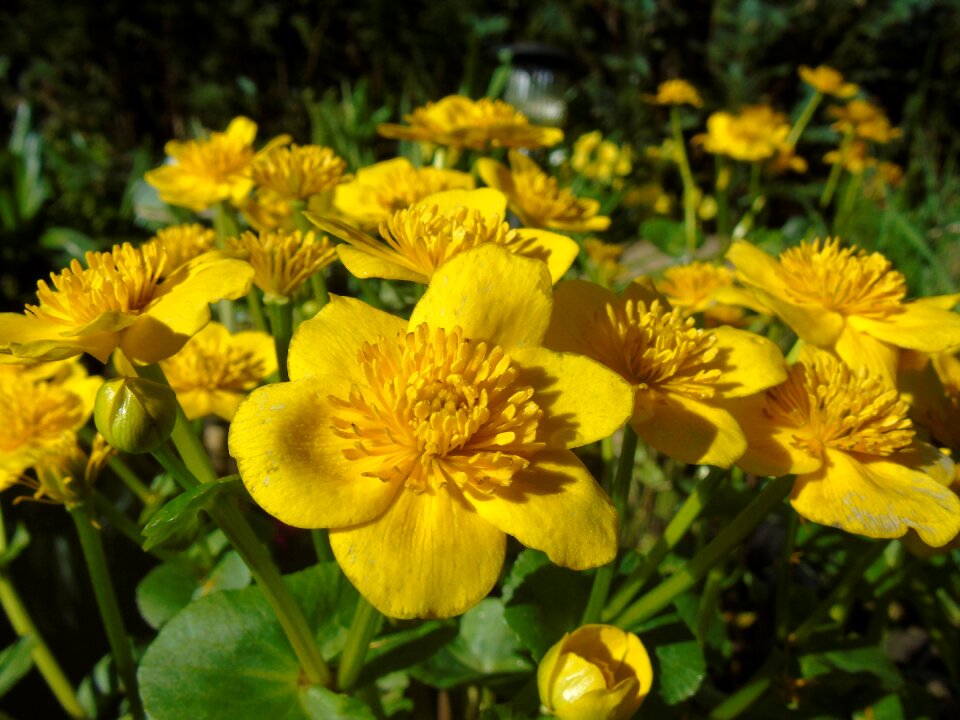 Hahnenfußgewächs aquatic plant nature