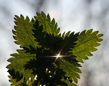 Sun beam plant photo