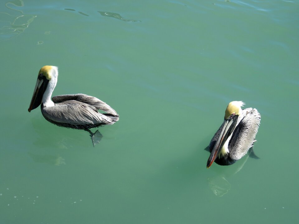 Water bird bird animal world