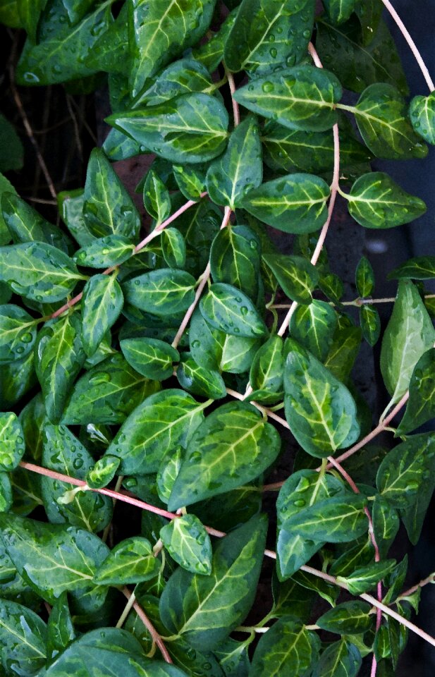Cover ground plant