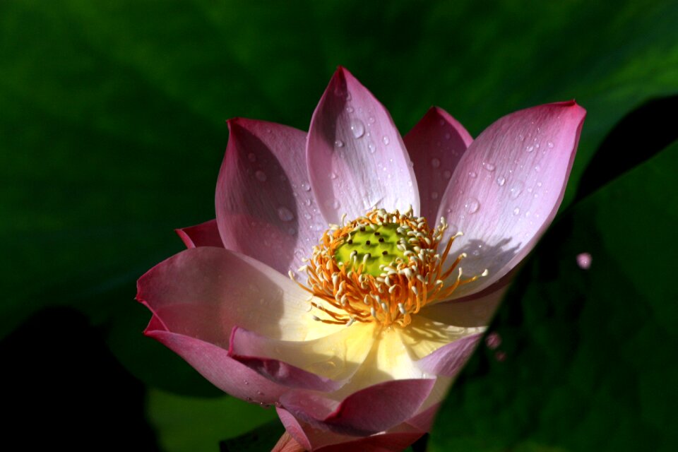 Flowers and plants buddhism mein