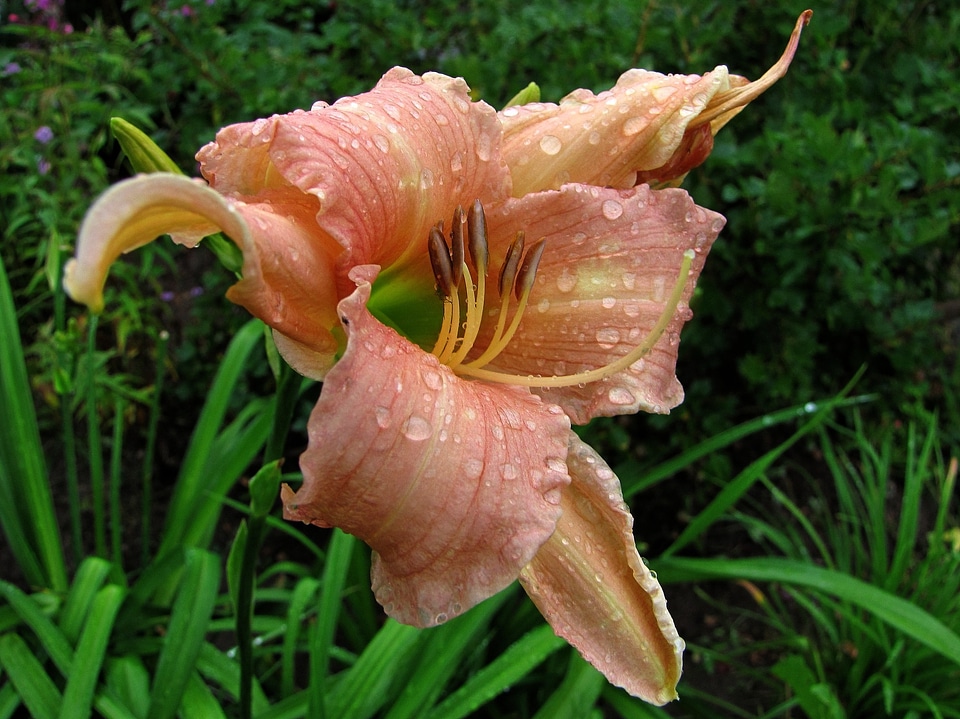 Garden flower day lily flower