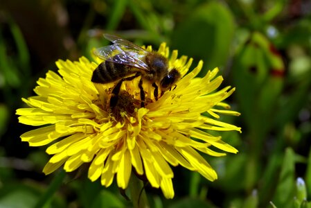 Sonchus oleraceus yellow pollinate