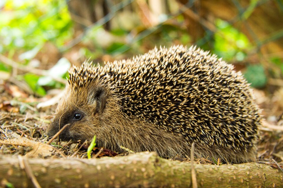 Close up cute small animal