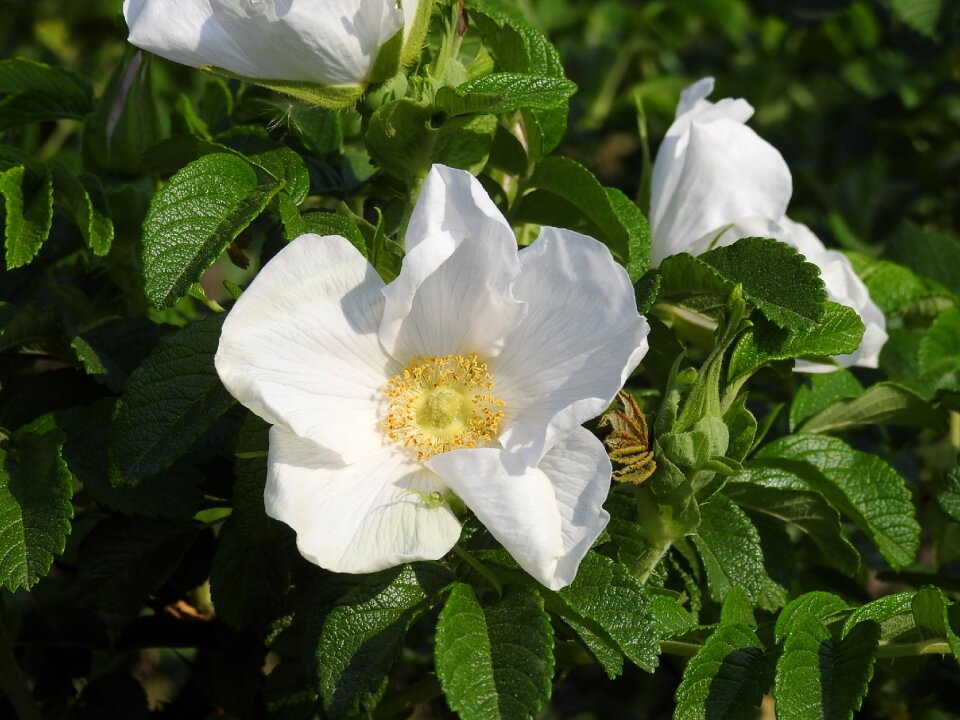 White to that jeonju arboretum flowers