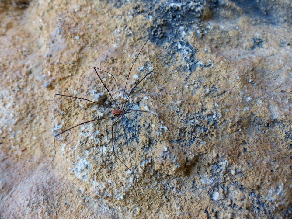 Nature legs insect
