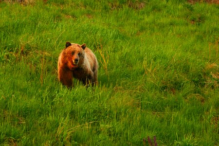 Grizzly bear bear