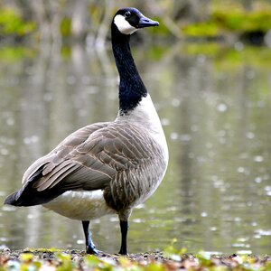 Nature bird goose photo