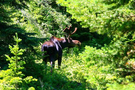 Moose wyoming