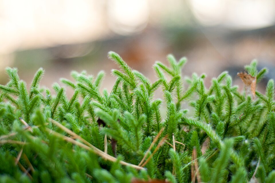 Forest nature moss
