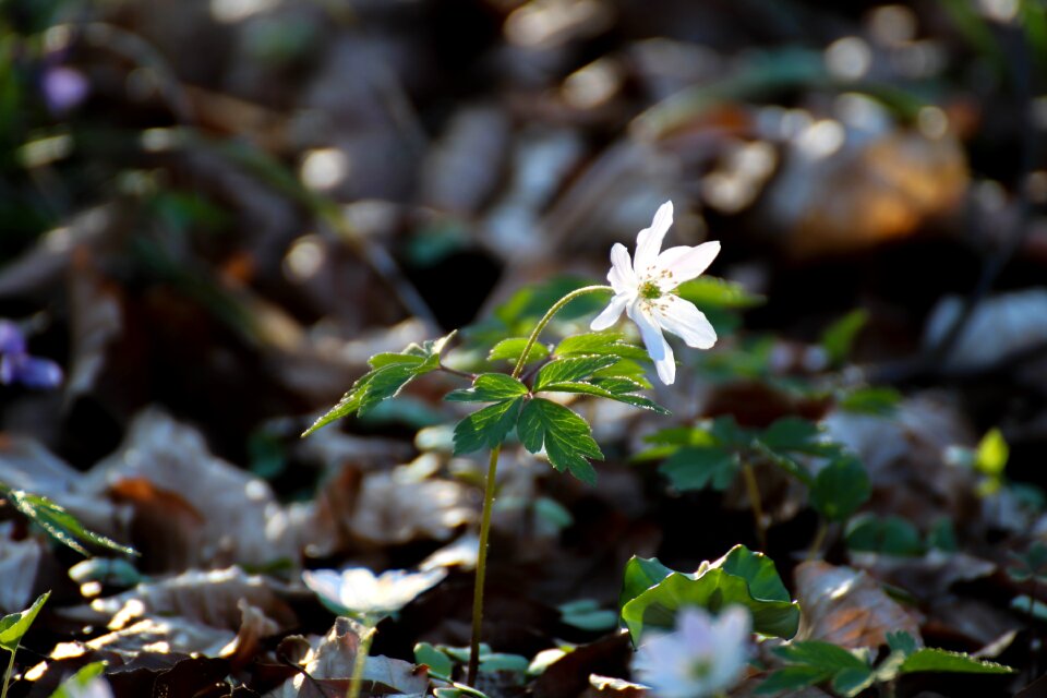Nature forest white