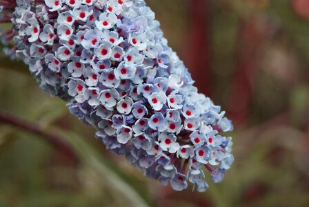 Garden a garden plant spring photo