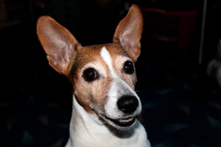 Animal portrait spotted pet
