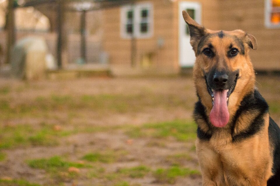 German shepard pet
