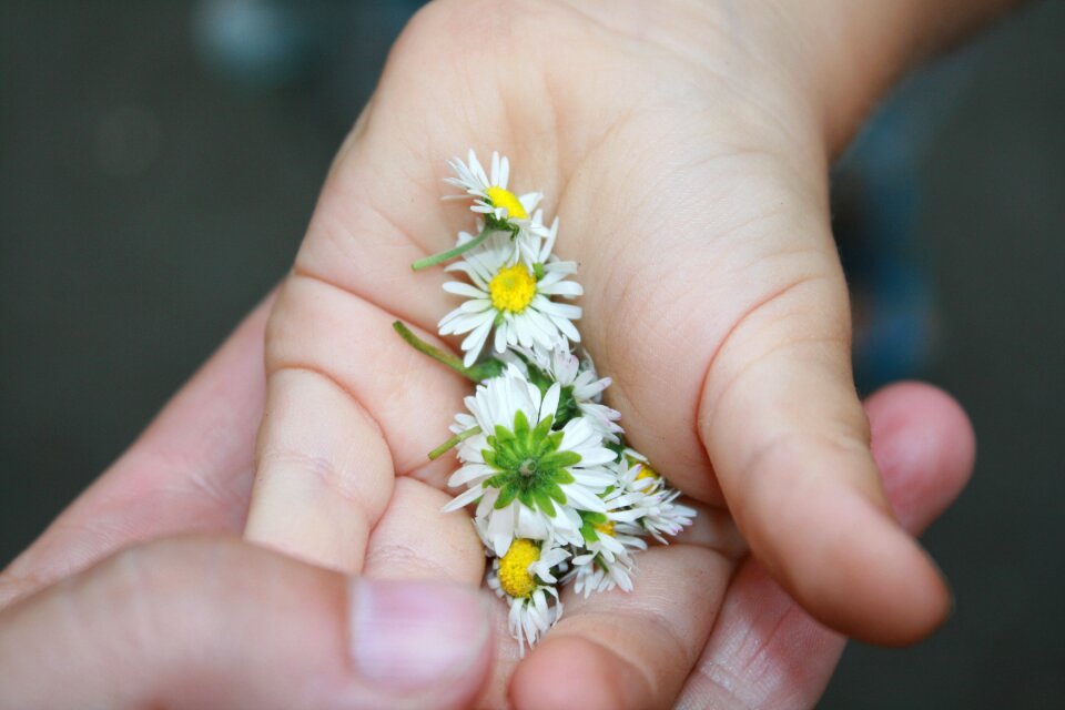 Hands flowers daisy