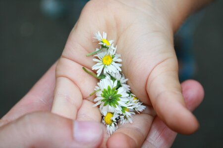 Hands flowers daisy photo