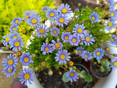 Mini potted tue-sa wildflower