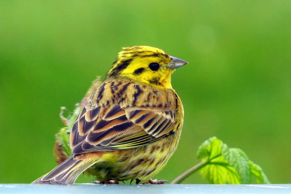 Bird goldammer songbirds