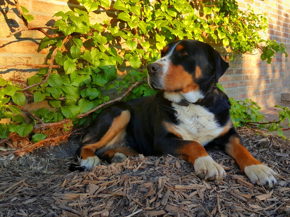 Brown is lying dog