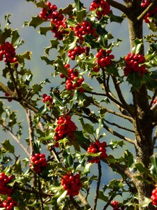 Tree red green
