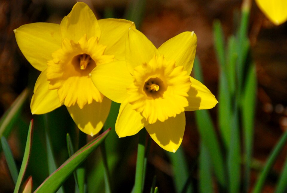 Green spring bloom