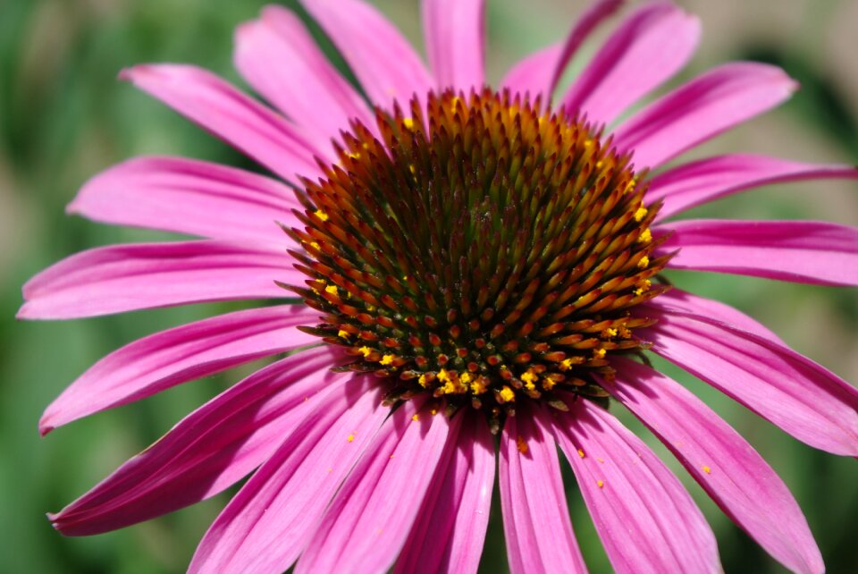 Plant macro botany photo