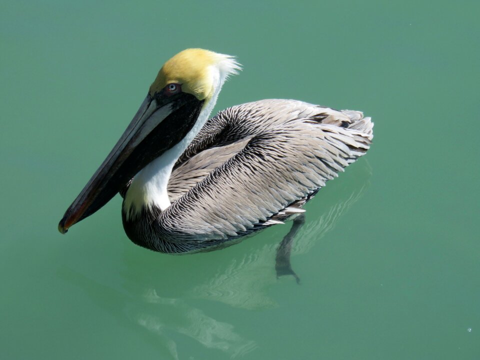 Water bird nature seevogel