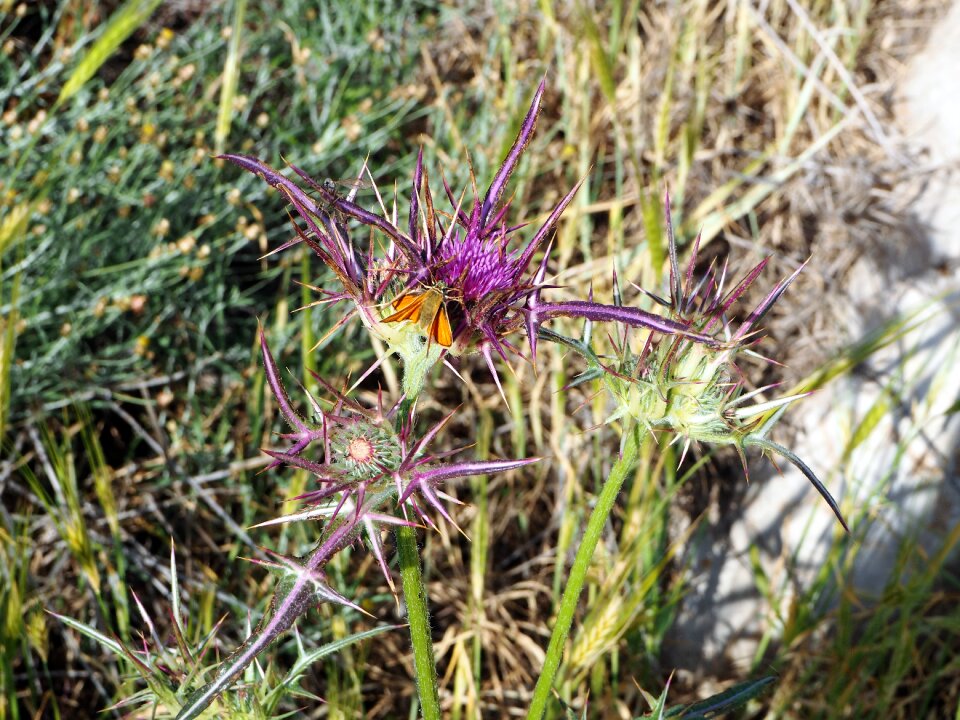 Butterflies blossom bloom photo