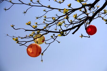 燈 long trees festival photo