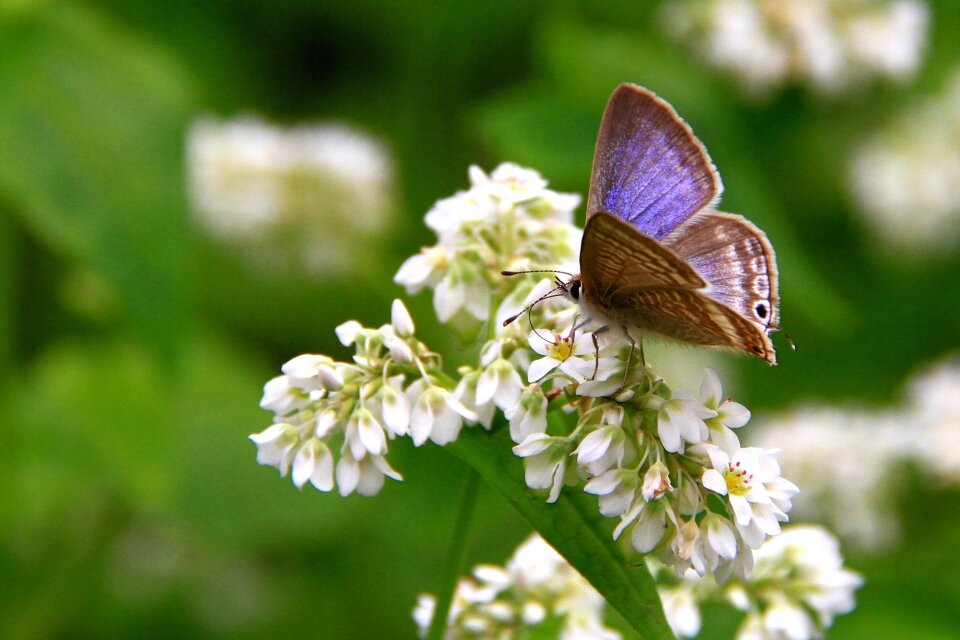 White quentin chong butterfly photo