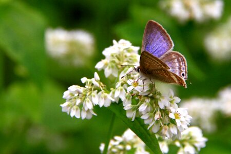 White quentin chong butterfly