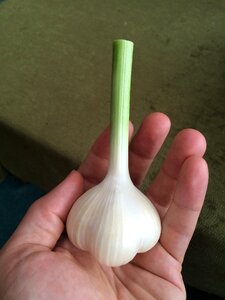 Organic whole vegetable