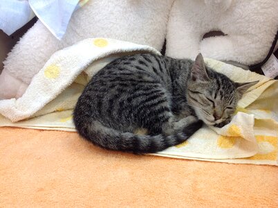 Cat domestic cat my