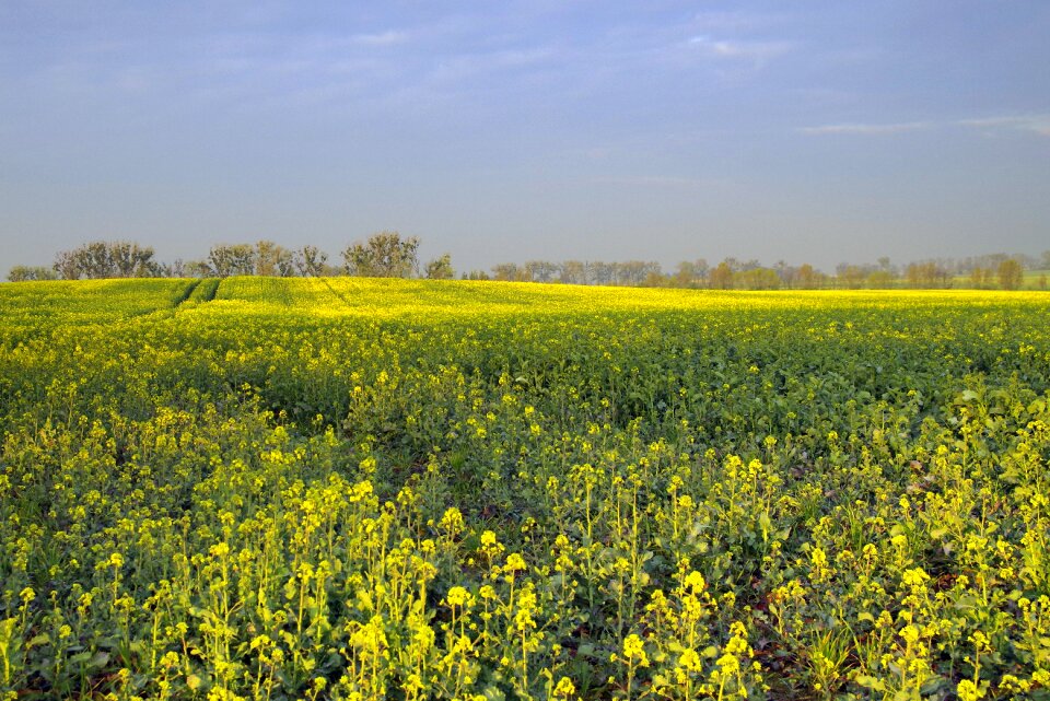 Yellow flowers the cultivation of